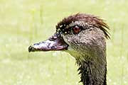 Spotted Whistling-Duck (Dendrocygna guttata)